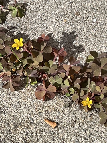 Creeping Woodsorrel