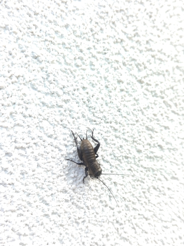 European Field Cricket