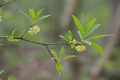 Lindera umbellata