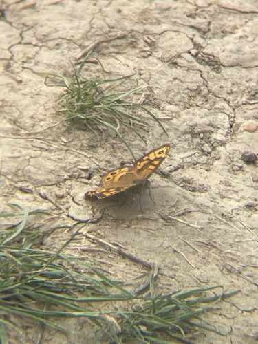 Wall Brown