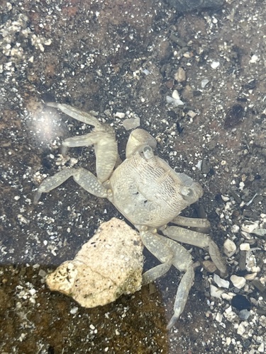 Marbled Crab
