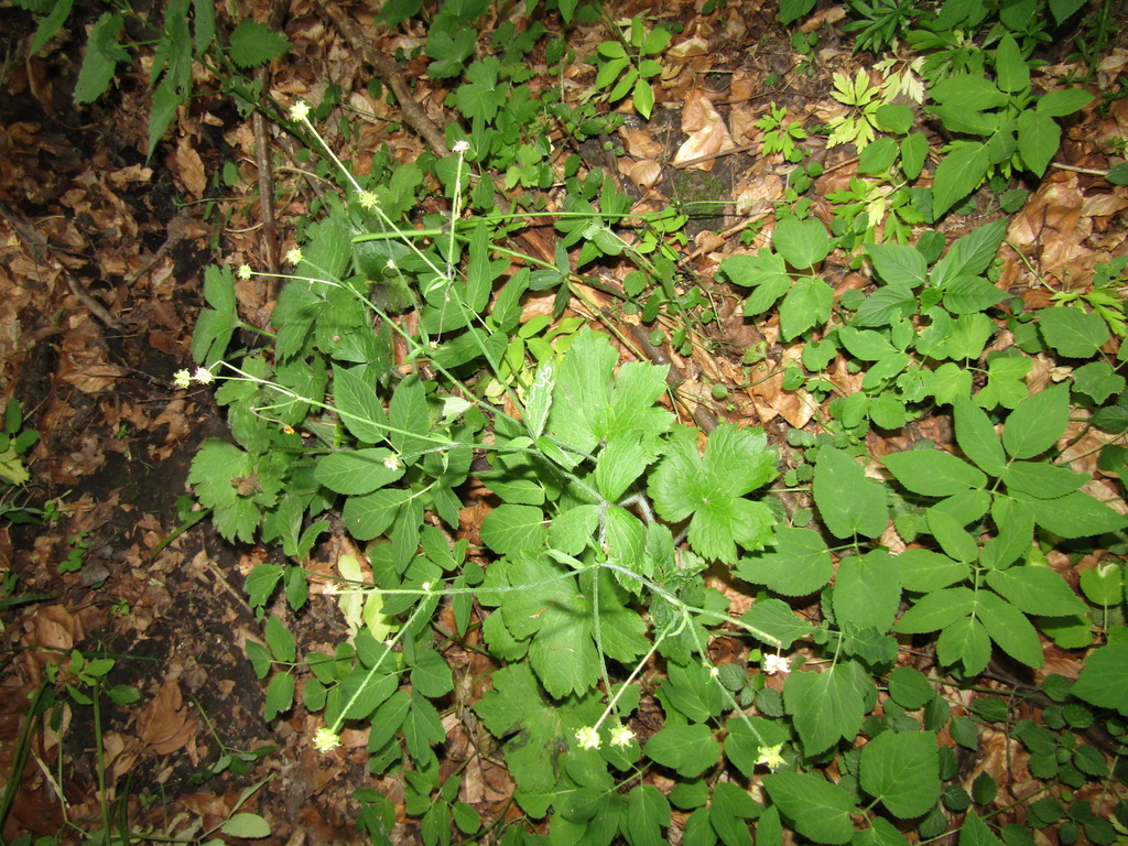 Ranunculus lanuginosus; photograph (c) Oleksandr Shynder, some rights reserved (CC BY)