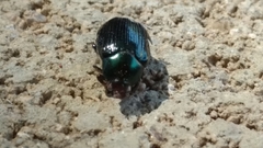 Coleoptera