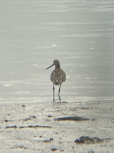 Bar-tailed Godwit