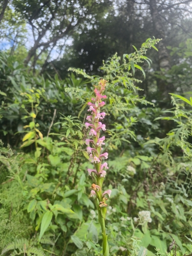 Satyrium nepalense observed 2026-09-22