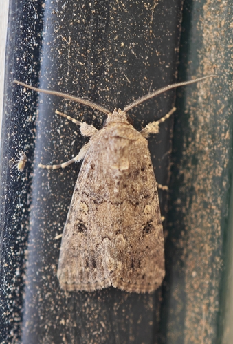 Dark Mottled Willow