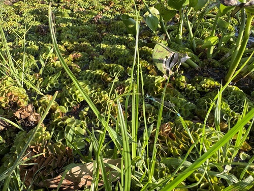 Common Bluetail