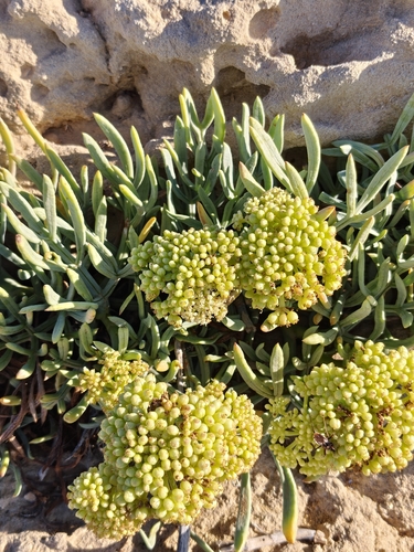 rock samphire