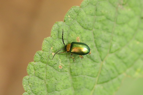 Agelasa nigriceps