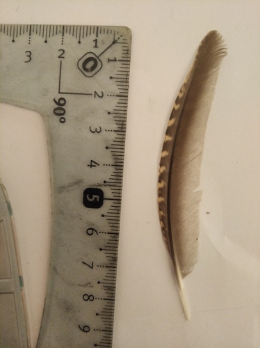 Plume de Caille des blés