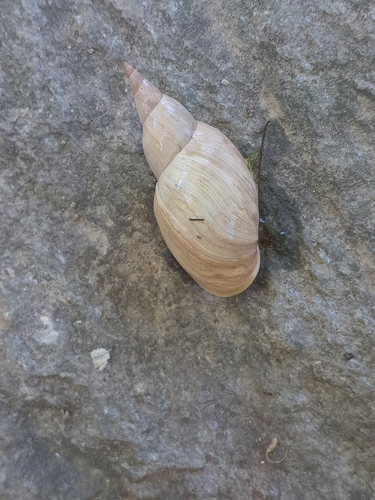 Great Pond Snail