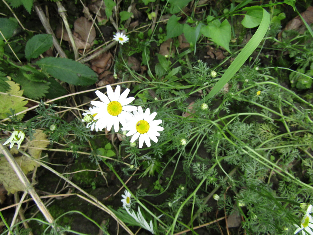Anthemis arvensis; photograph (c) Oleksandr Shynder, some rights reserved (CC BY)