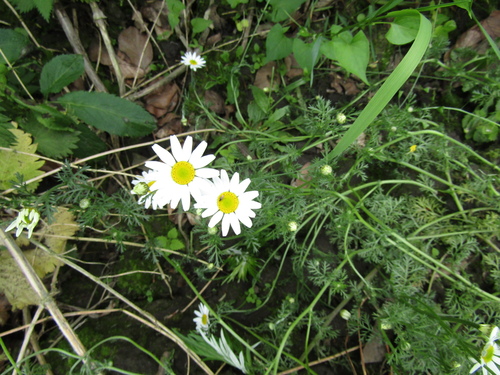 Anthemis arvensis