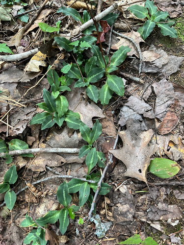 Western Rattlesnake Plantain