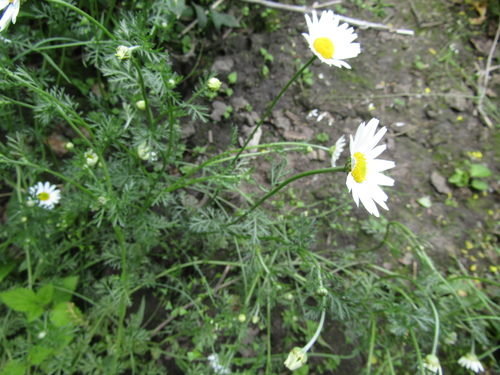 Anthemis arvensis, photograph 2