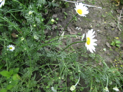 (c) Oleksandr Shynder, some rights reserved (CC BY) Anthemis arvensis, photograph (c) Oleksandr Shynder, some rights reserved (CC BY)