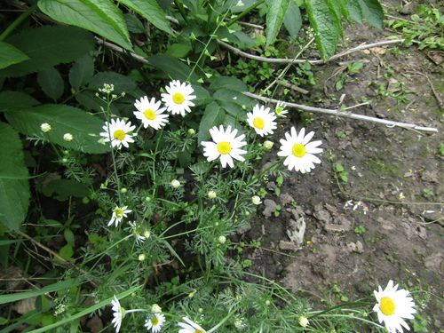 Anthemis arvensis, photograph 1