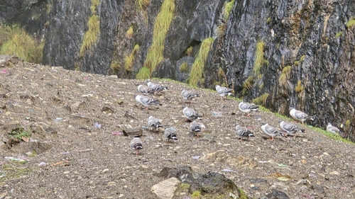 Columba leuconota, 2026-09-22