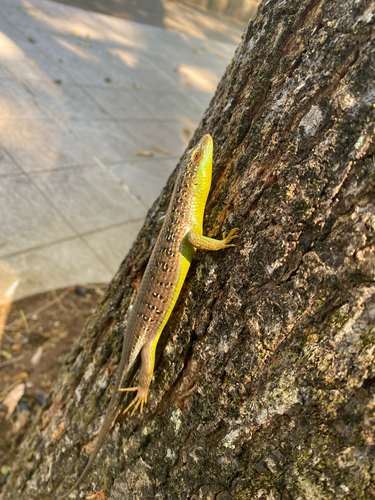 Dasia olivacea observed 2026-09-20