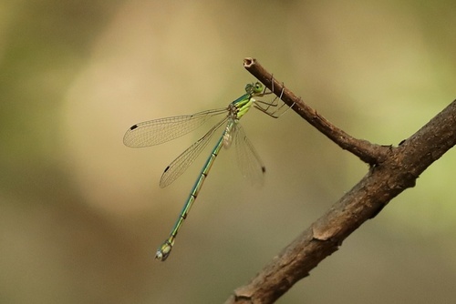 Lestes temporalis
