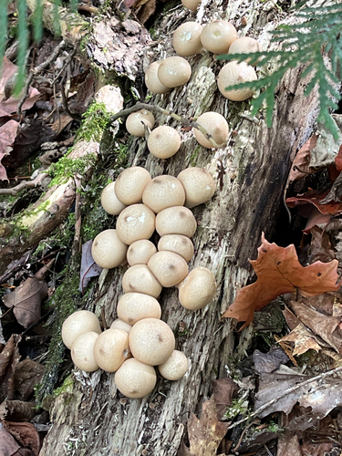 Pear-shaped Puffball