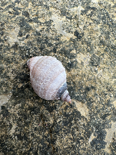 Atlantic Dogwhelk