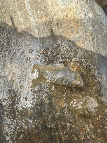 Common Sea Slater