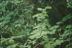 Eulampis holosericeus