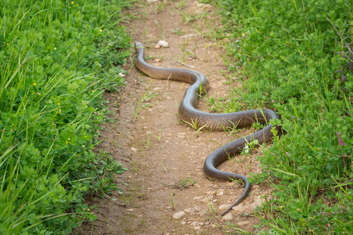 Mainland Dugite