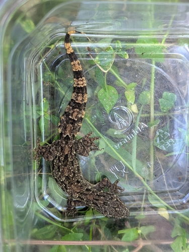 Flat-tailed House Gecko