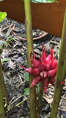 Etlingera venusta
