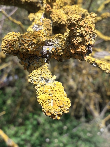 Common Sunburst Lichen