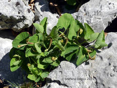 Aristolochia lutea