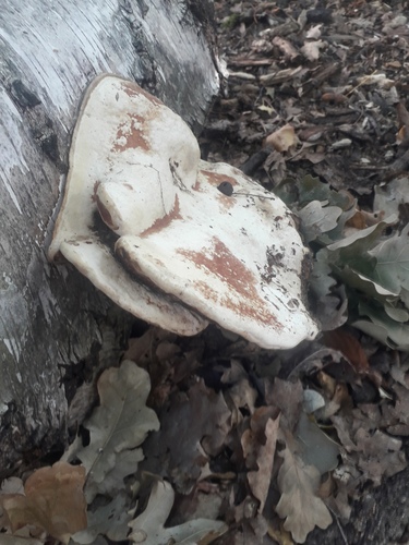 birch polypore