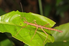 Neohirasea hongkongensis