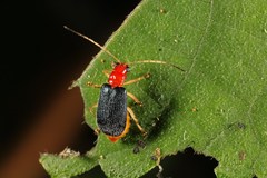 Trichobalya bowringii