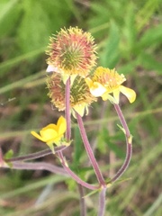 Geum macrophyllum perincisum