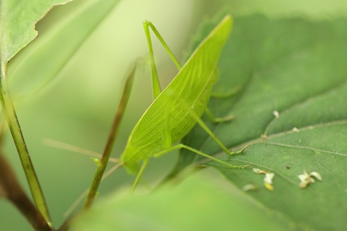 Ducetia japonica