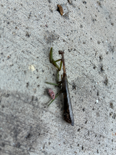 Carolina Mantis