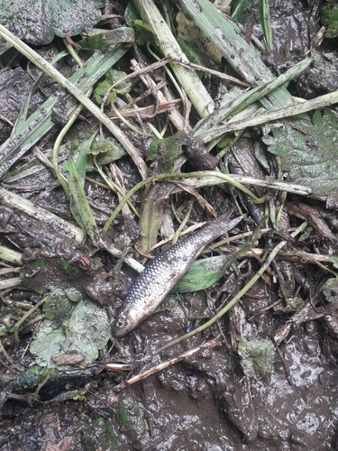 Topmouth Gudgeon