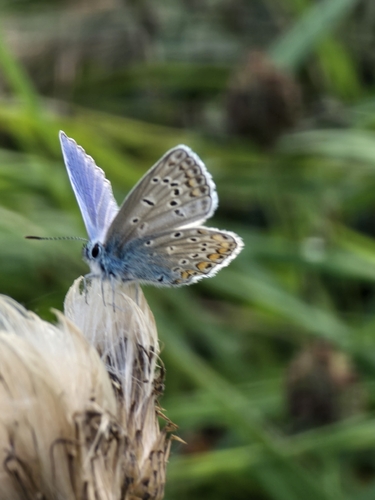Common Blue
