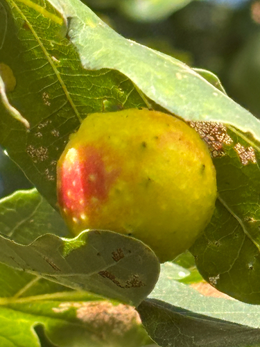 Cherry Gall Wasp