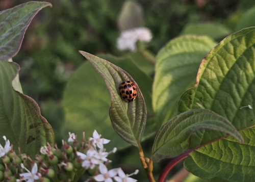 Asian Lady Beetle