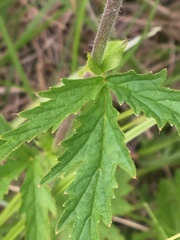 Geum macrophyllum perincisum