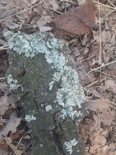 Netted shield lichen