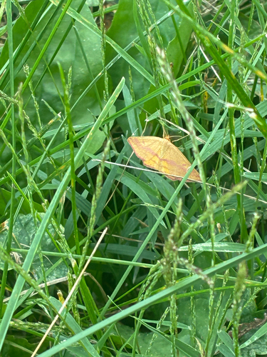 Chickweed Geometer Moth