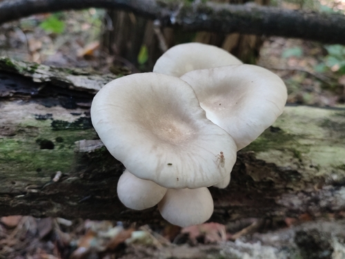 Branching Oyster