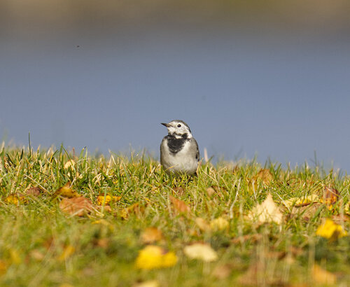 White Wagtail