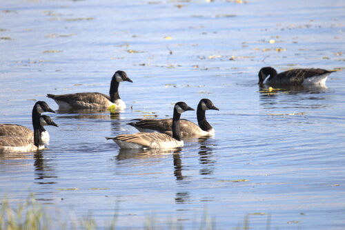 Canada Goose