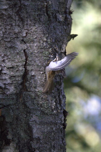 Eurasian Treecreeper